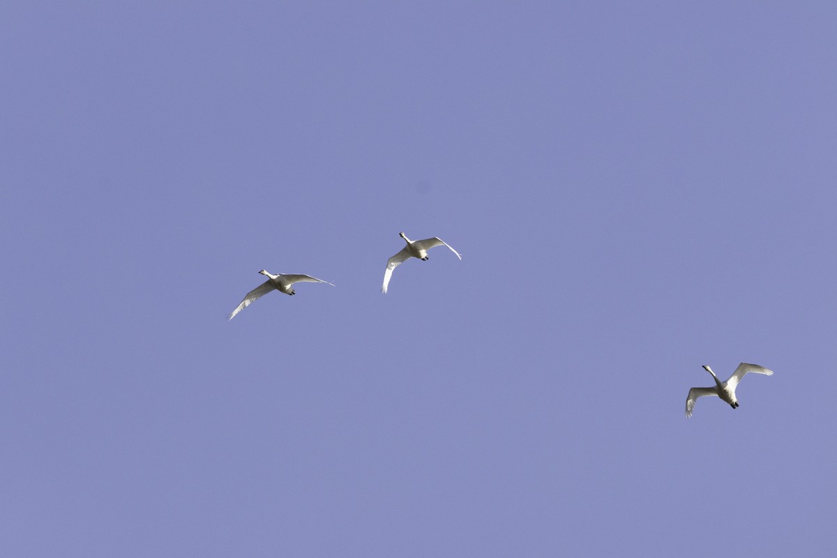 小天鵝 - ML645571344