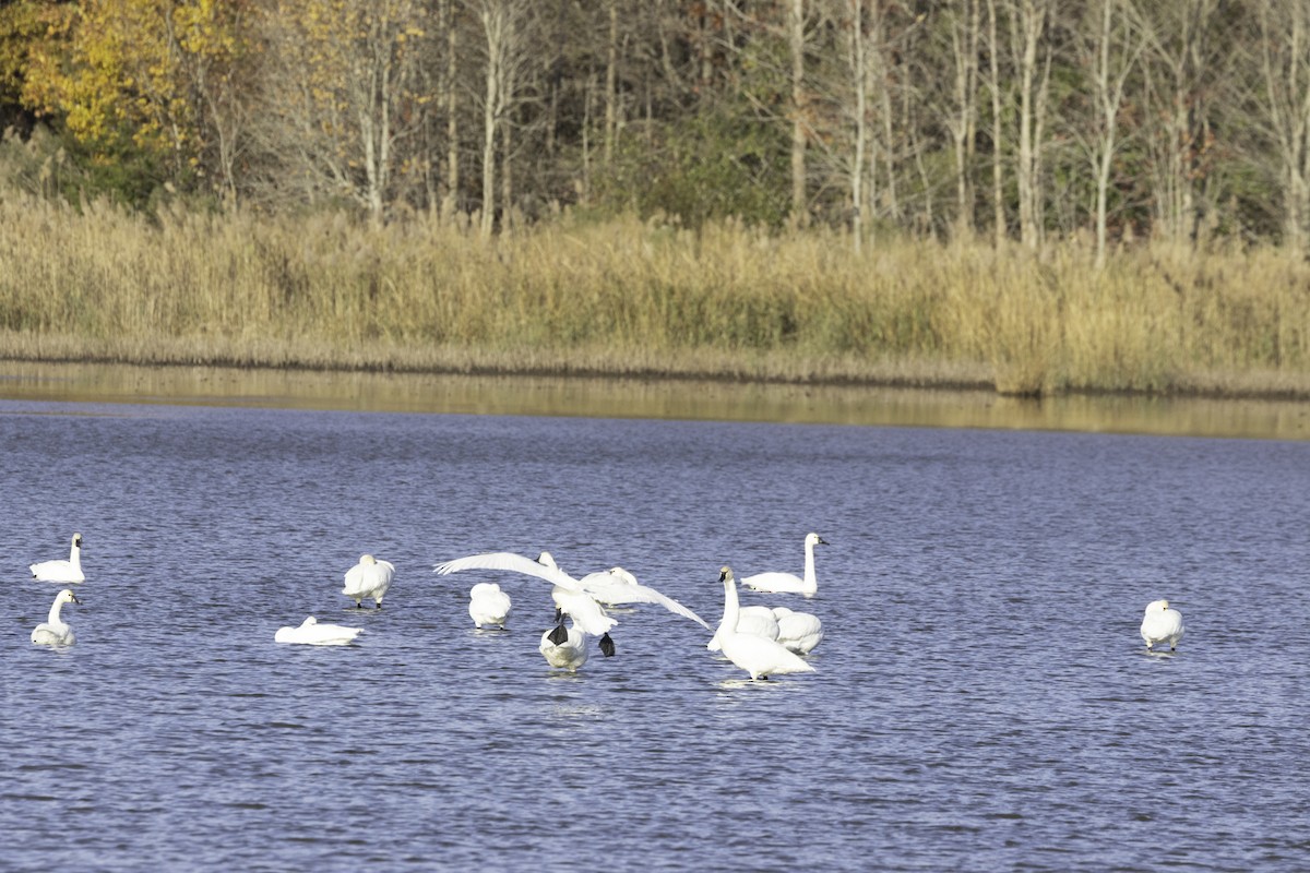 小天鵝 - ML645571345