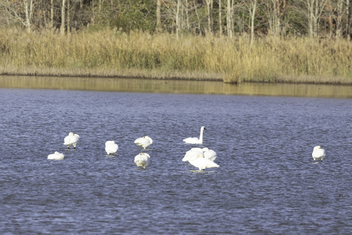 小天鵝 - ML645571346