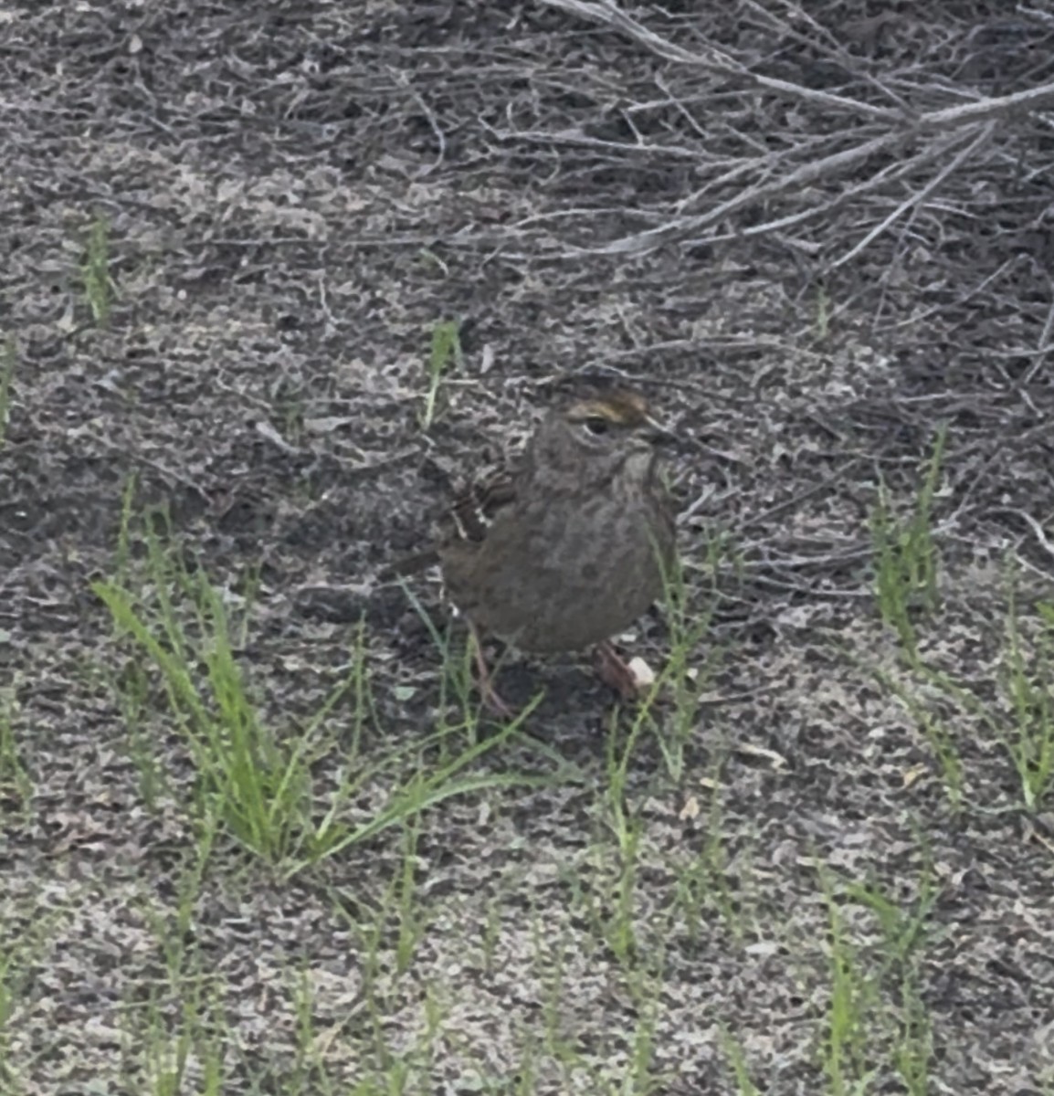 Golden-crowned Sparrow - ML645571347