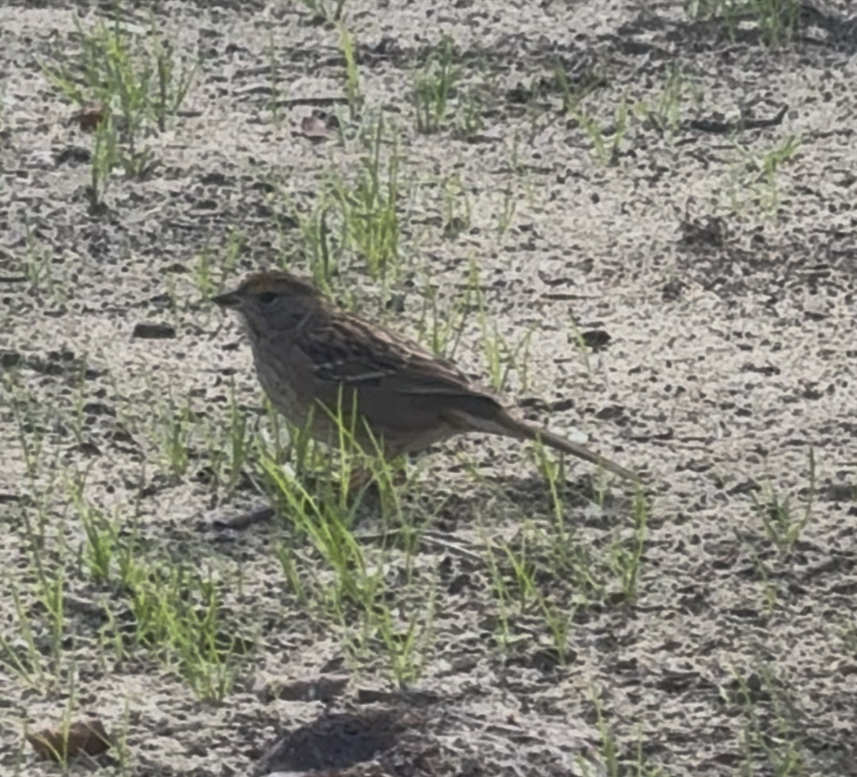 Golden-crowned Sparrow - ML645571348