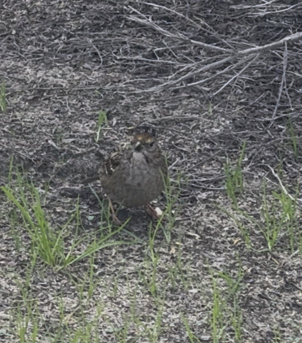 Golden-crowned Sparrow - ML645571349