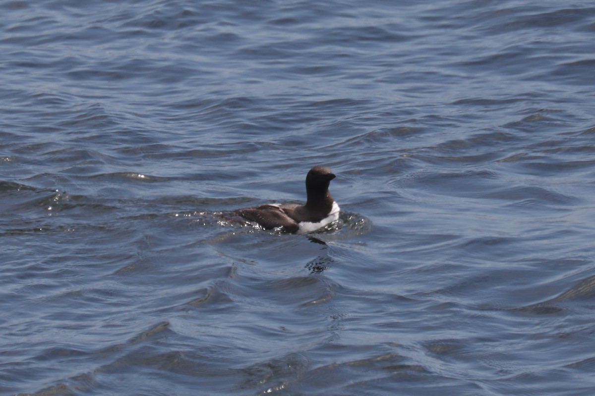 崖海鴉 - ML645571350