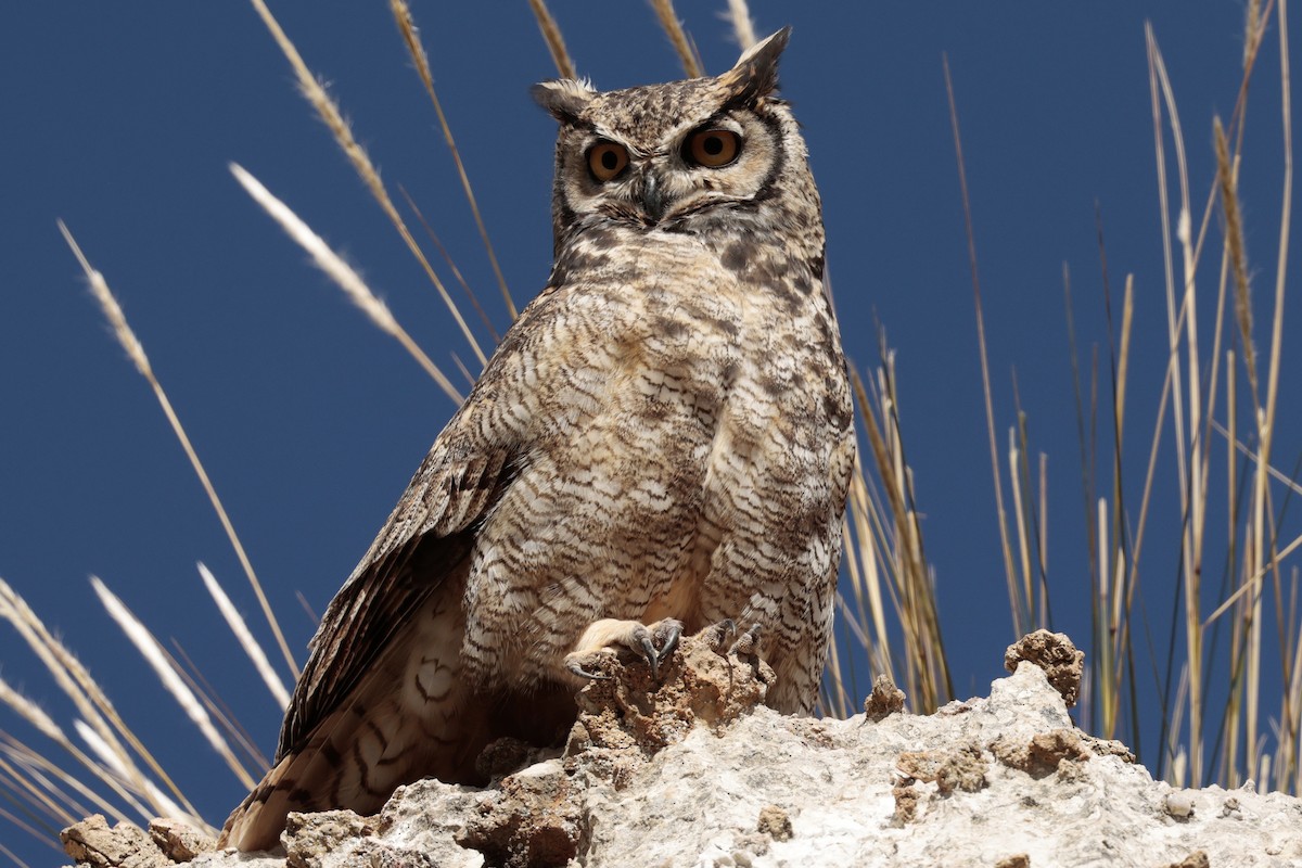 Lesser Horned Owl - ML645571354