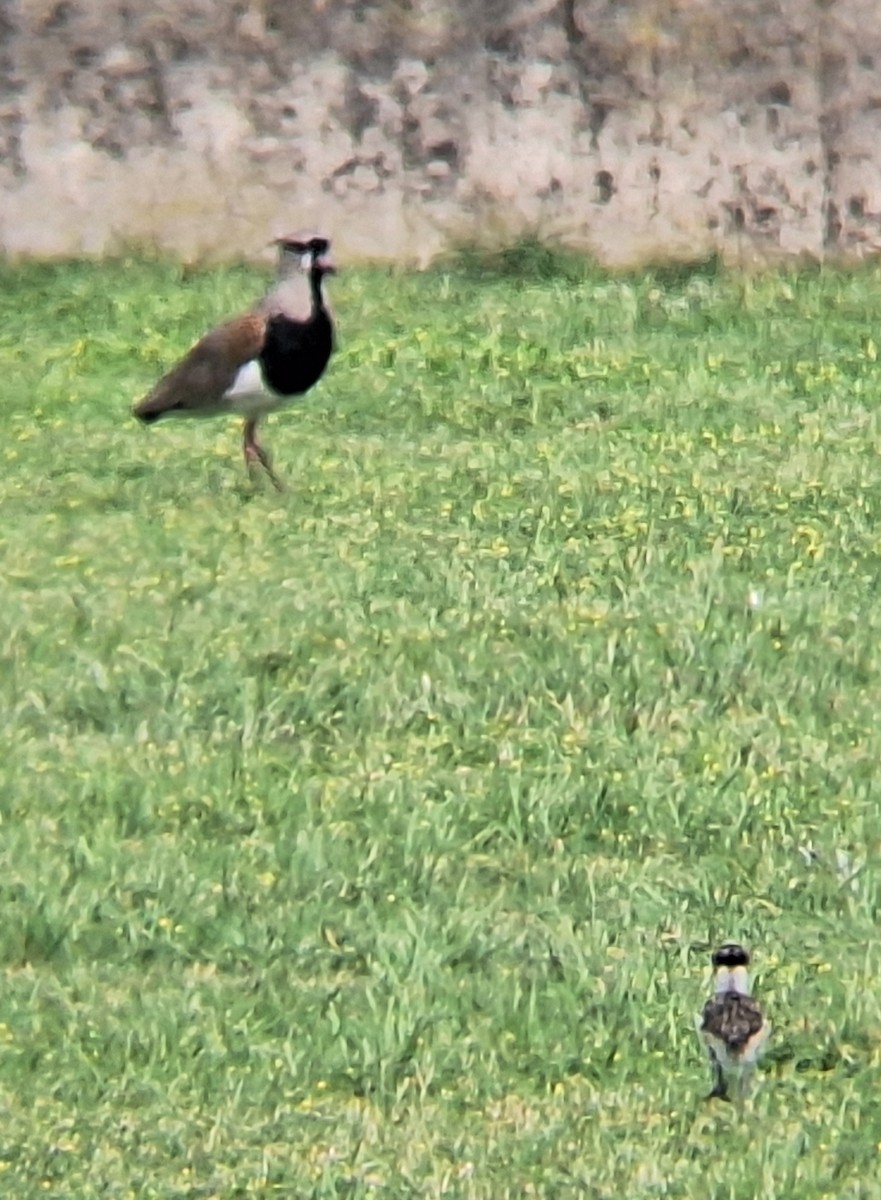 Southern Lapwing - ML645571355