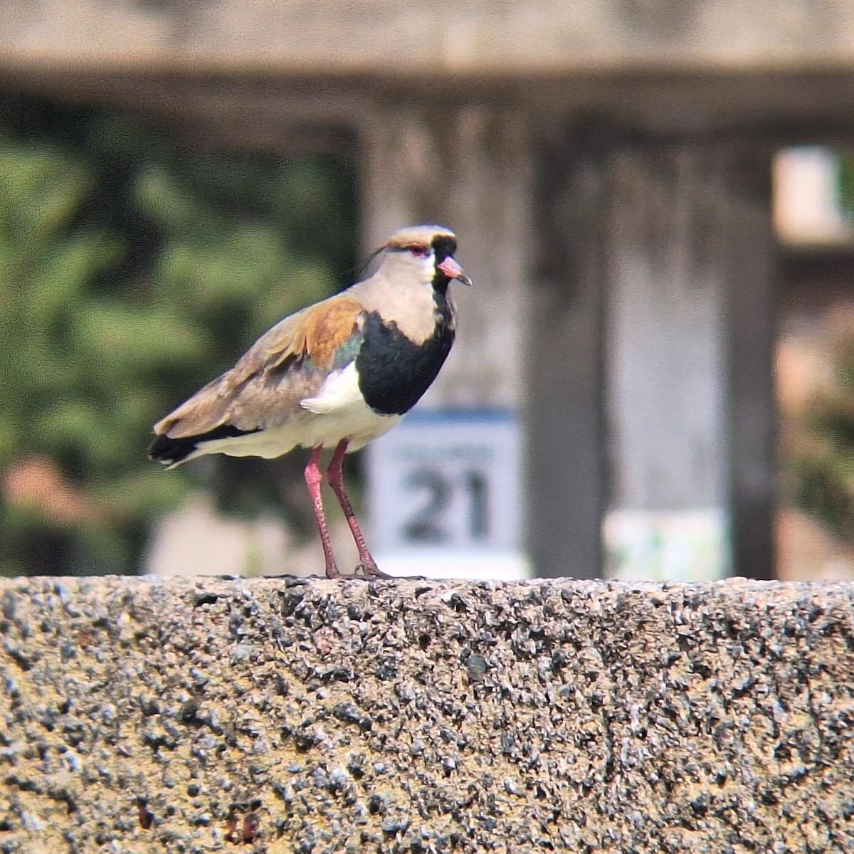 Southern Lapwing - ML645571356