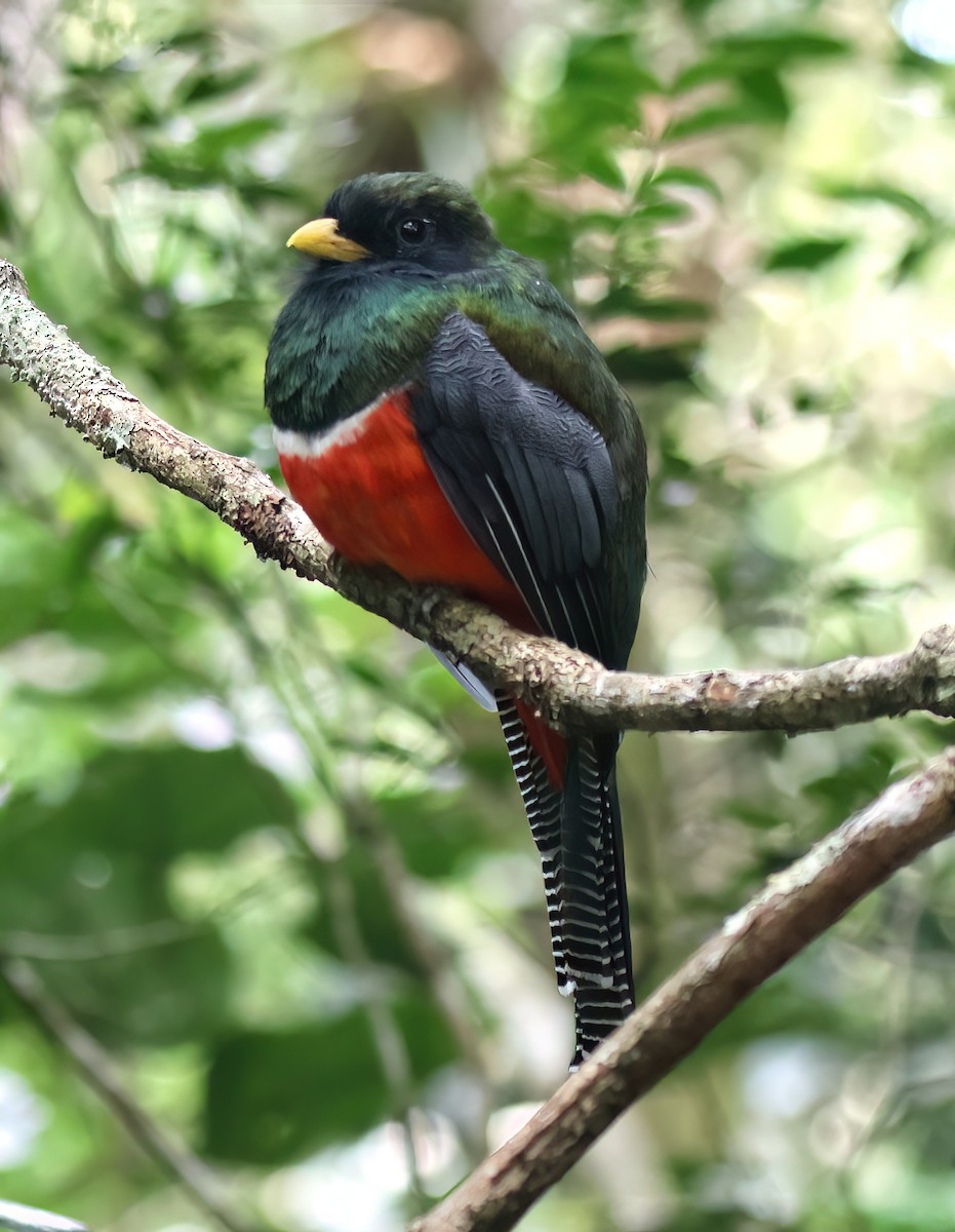 Collared Trogon - ML645571361