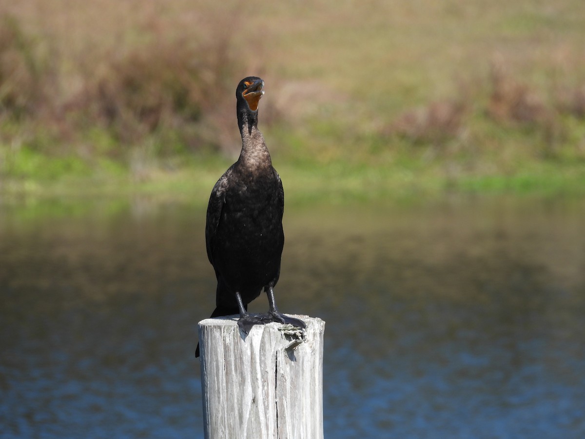 totoppskarv - ML645571362