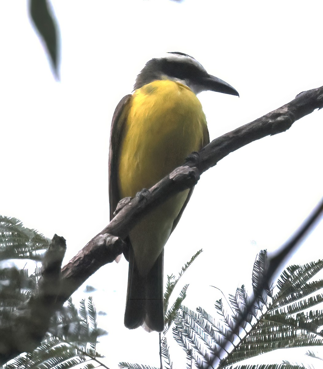 Пітанга-великодзьоб - ML645571368