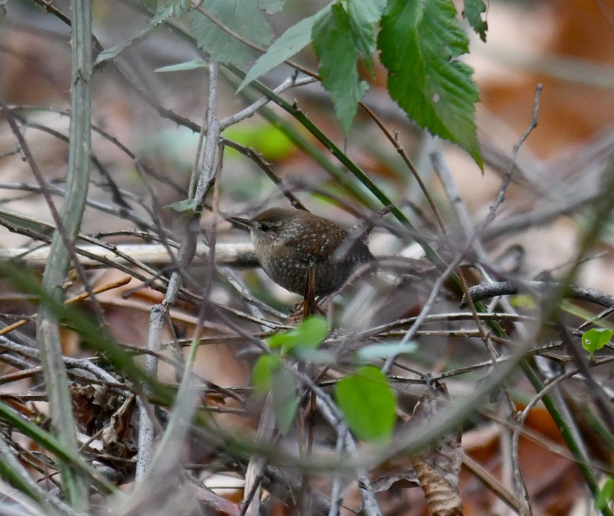 Winter Wren - ML645571373