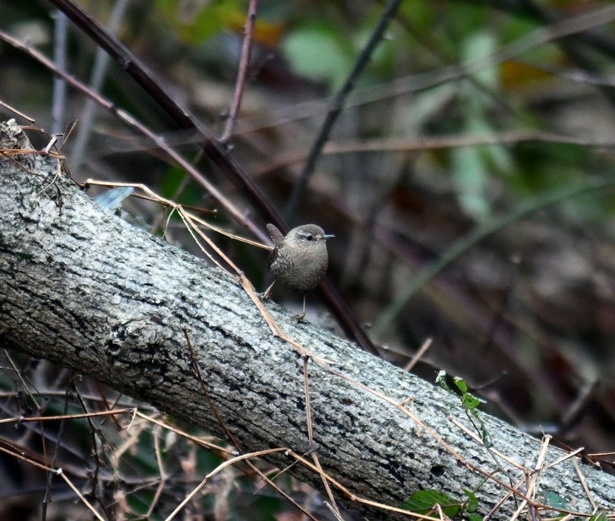 Winter Wren - ML645571374