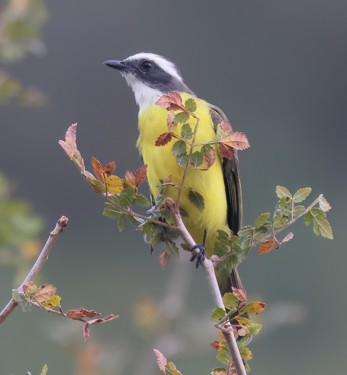 Sosyal Tiran - ML645571375