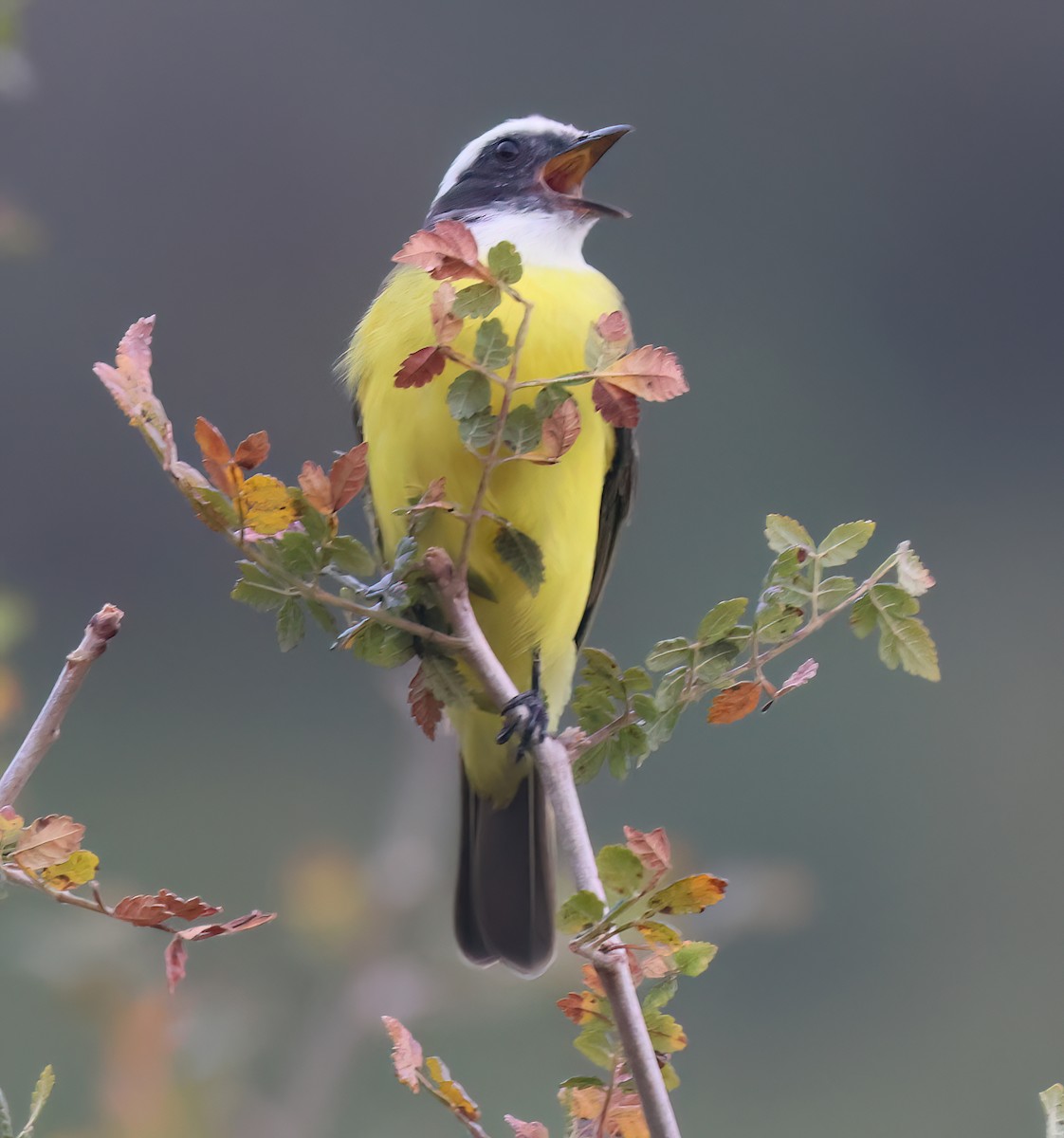 Sosyal Tiran - ML645571376