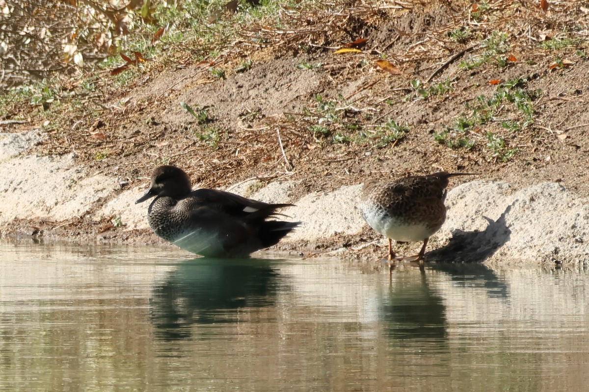 Серая утка - ML645571379