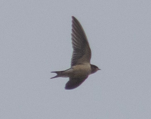 vlaštovka obecná - ML645571381