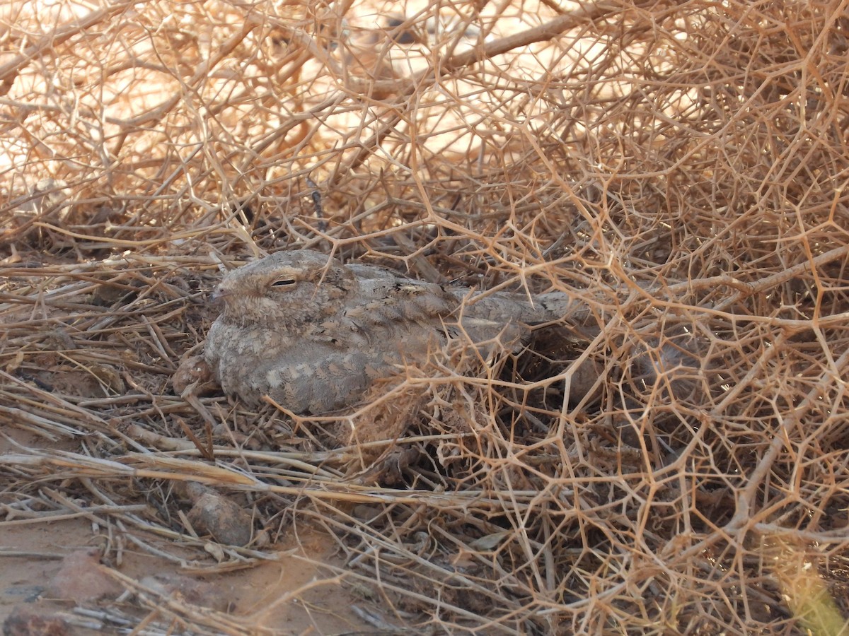 Egyptian Nightjar - ML645571386