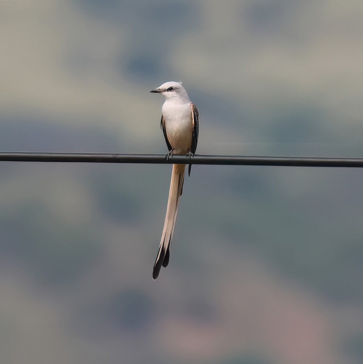 Scissor-tailed Flycatcher - ML645571391