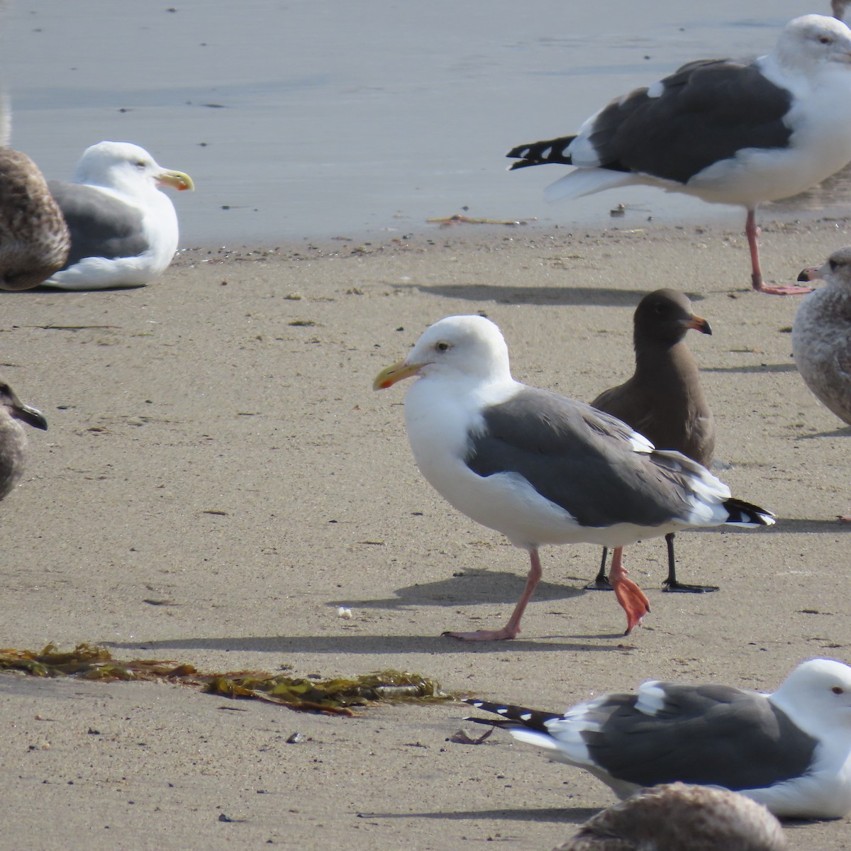 アメリカオオセグロカモメ - ML645571394