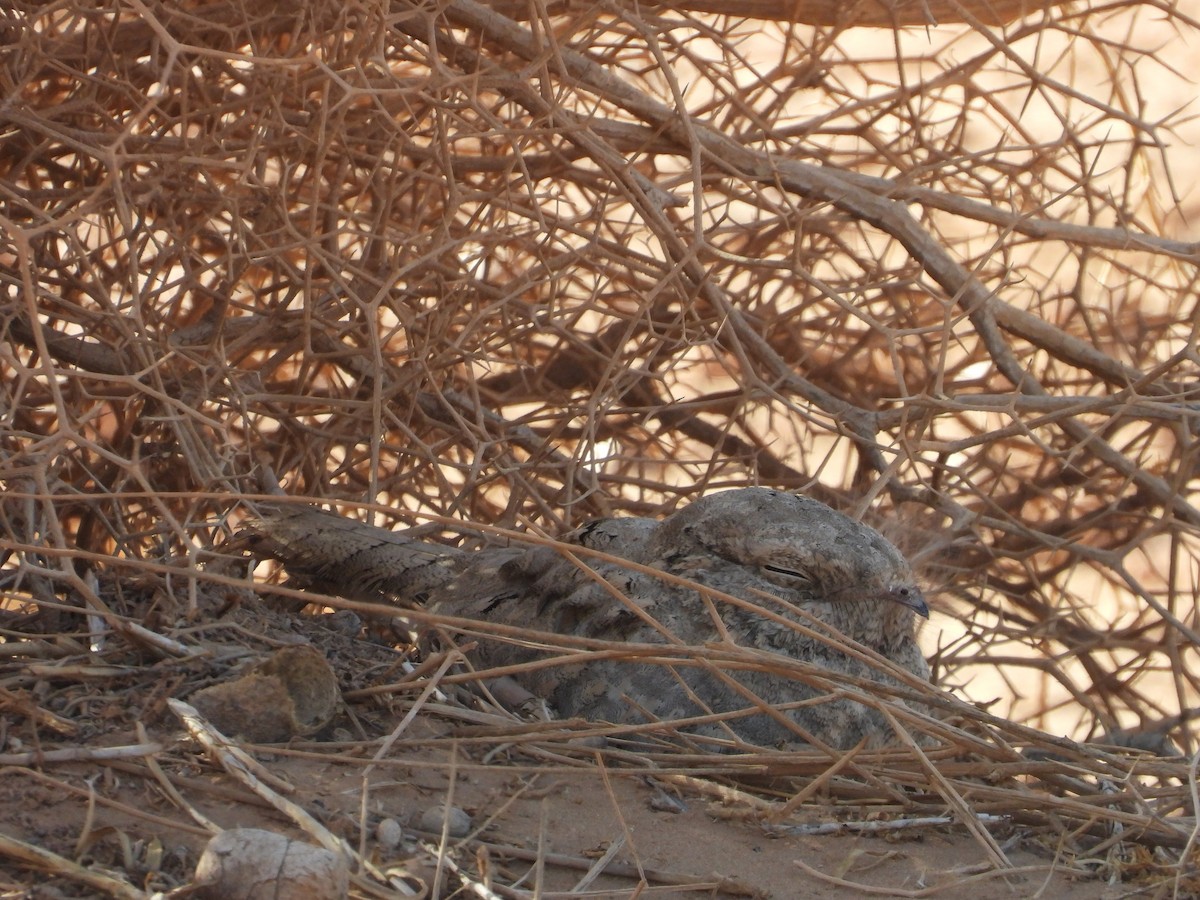 Egyptian Nightjar - ML645571398