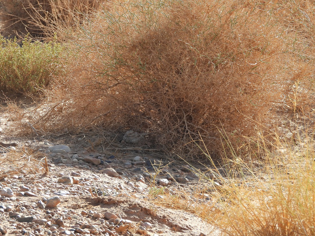 Egyptian Nightjar - ML645571400