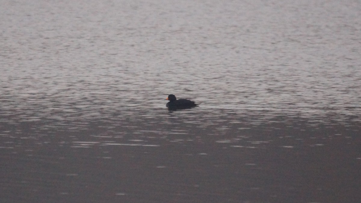 amerikasvartand - ML645571401