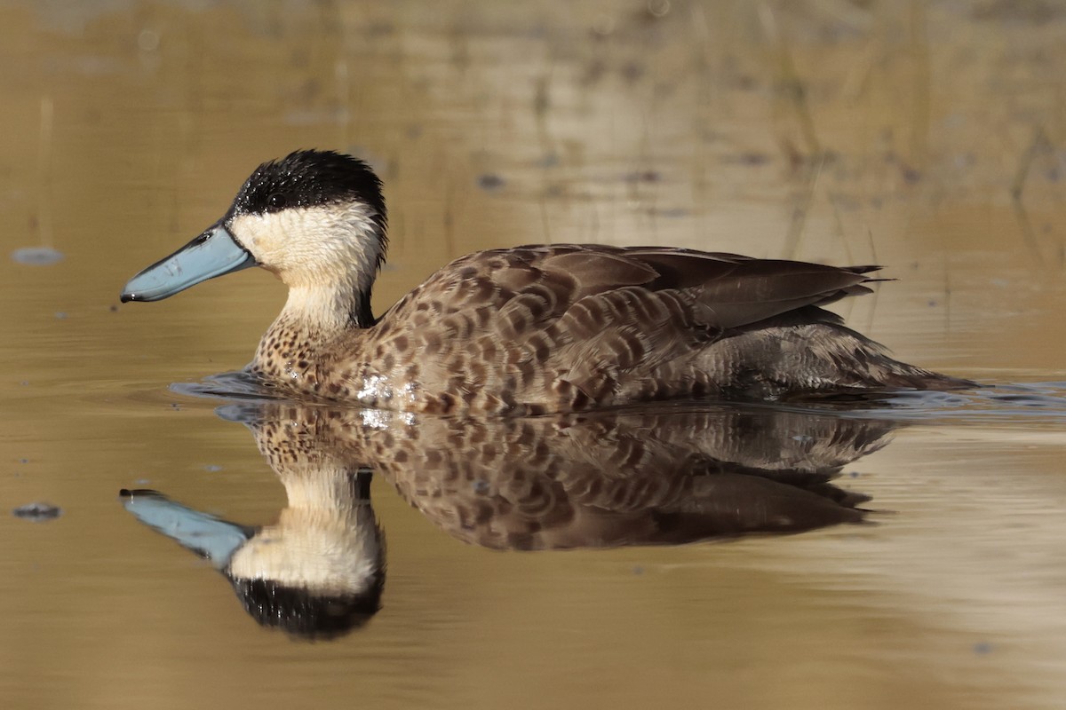 Puna Teal - ML645571403