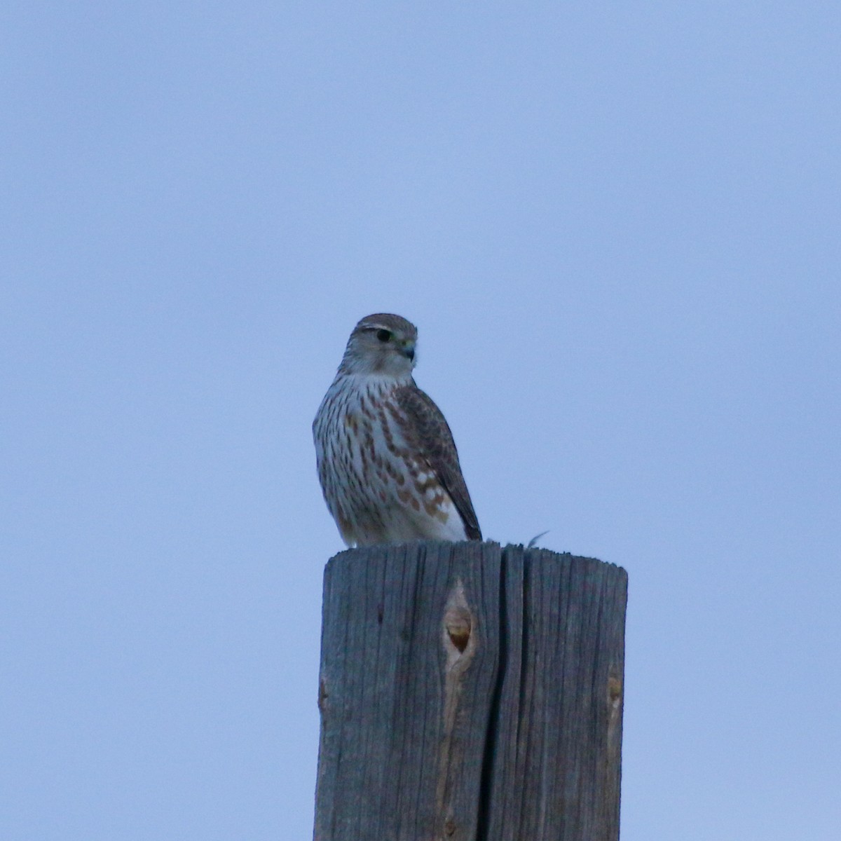 Smeriglio - ML645571404