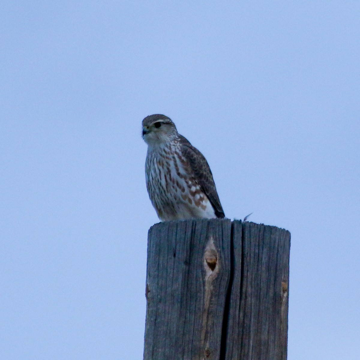 Smeriglio - ML645571405