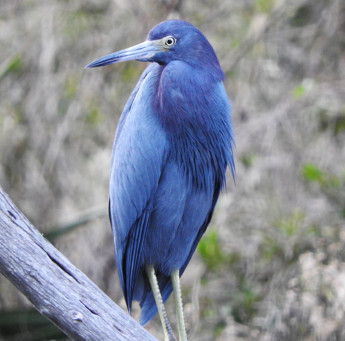 Little Blue Heron - ML645571423