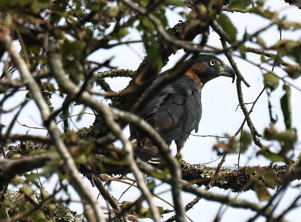 Hook-billed Kite - ML645571434
