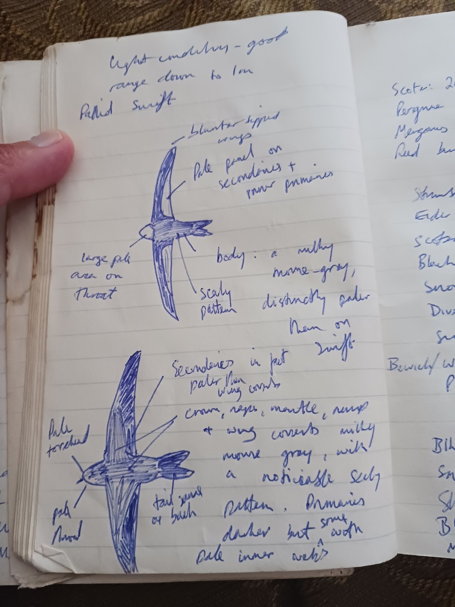 Pallid Swift - ML645571448