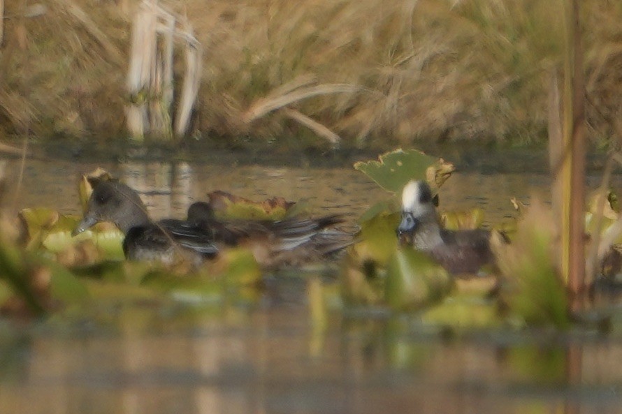 Свищ американський - ML645571478