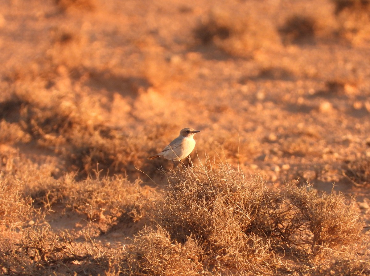 Fahlbürzel-Steinschmätzer - ML645571493