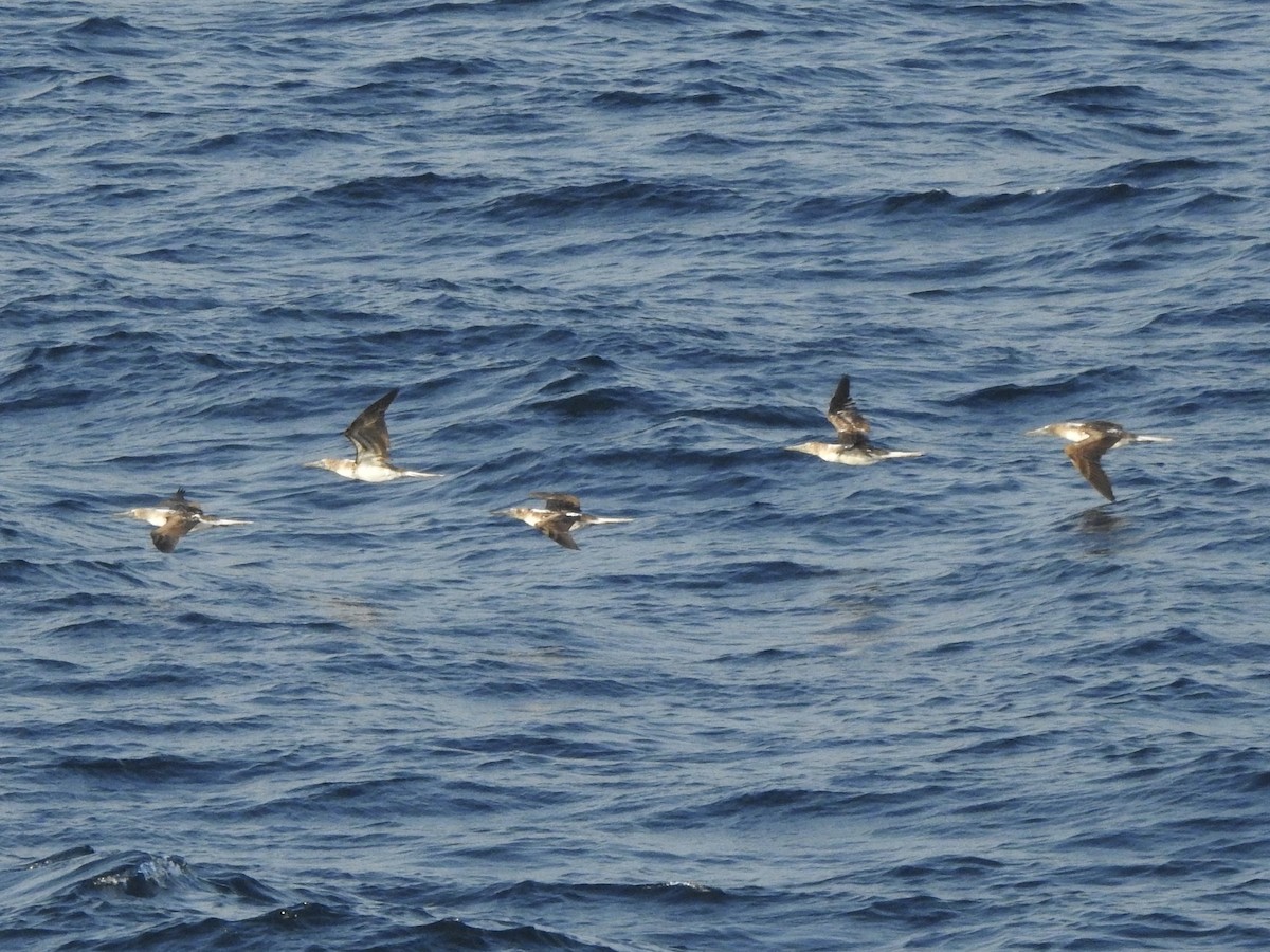 Blue-footed Booby - ML645571494