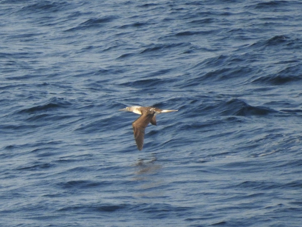 Blue-footed Booby - ML645571495
