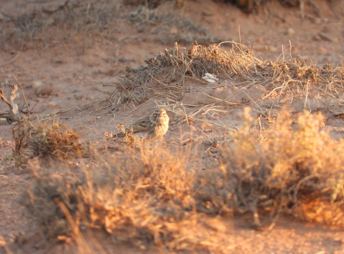 Alouette pispolette - ML645571500