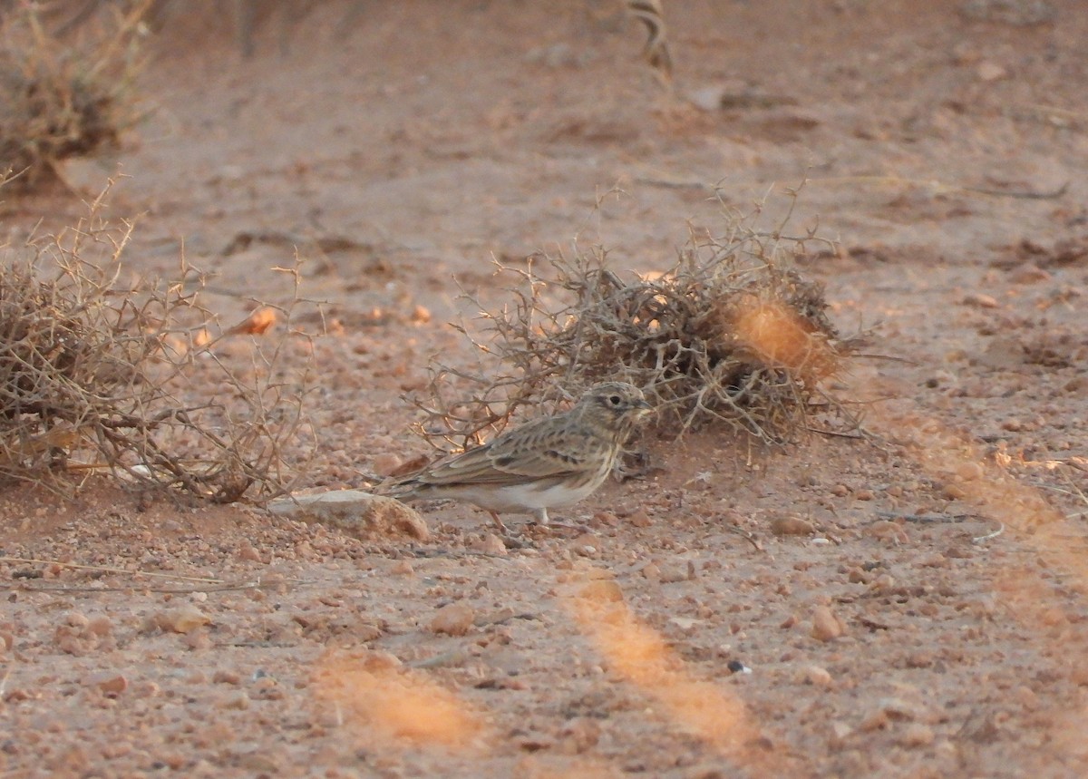 Alouette pispolette - ML645571501