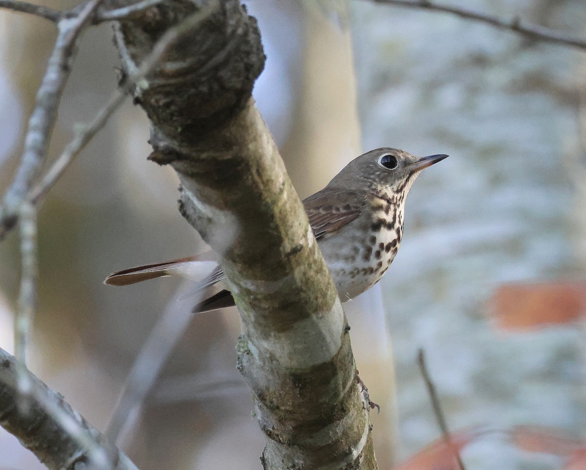 Hermit Thrush - ML645571510