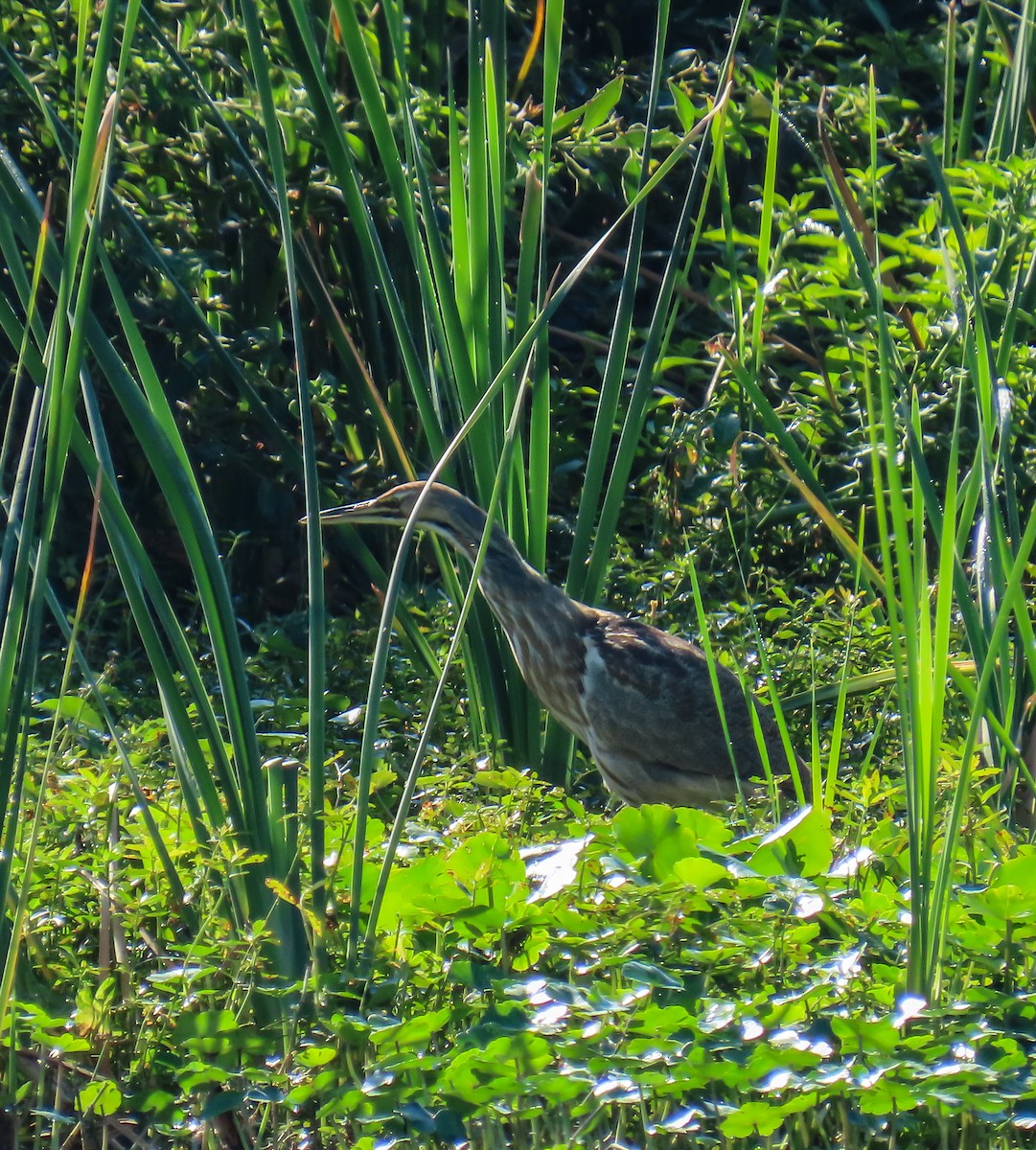 Бугай американський - ML645571511