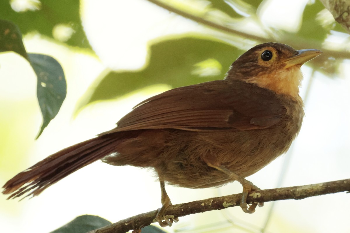 Ochre-throated Foliage-gleaner - ML645571514