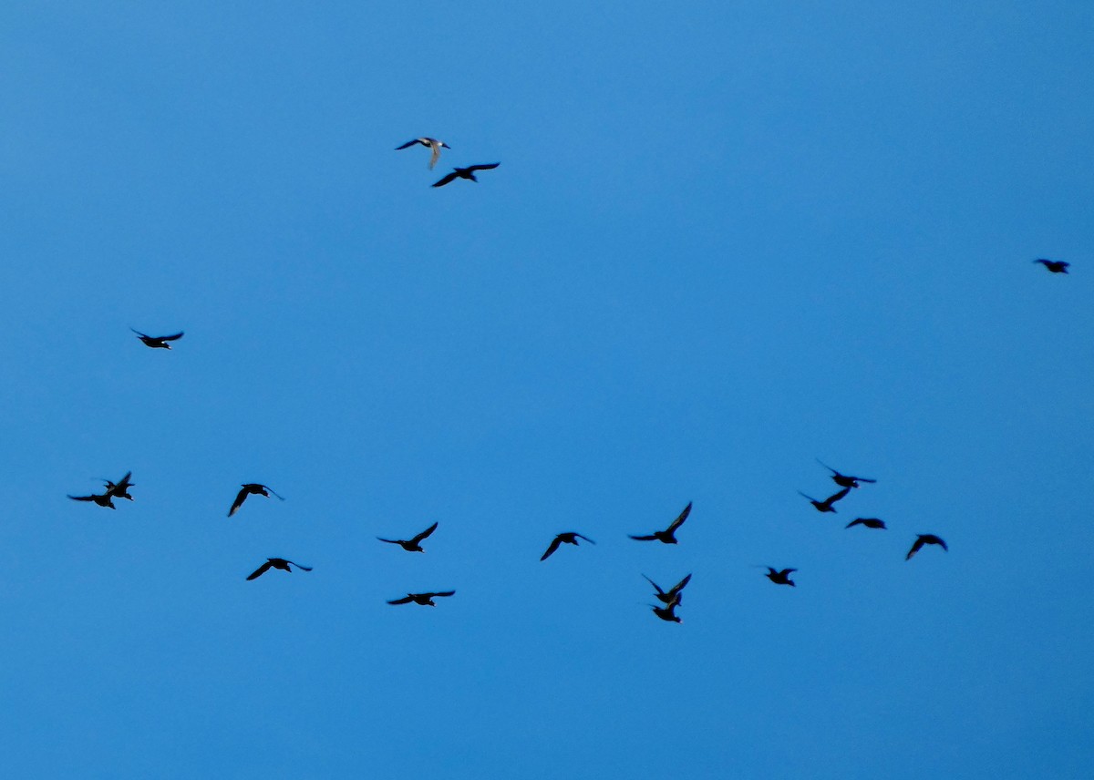 Murgilari bizkarzuria - ML645571529