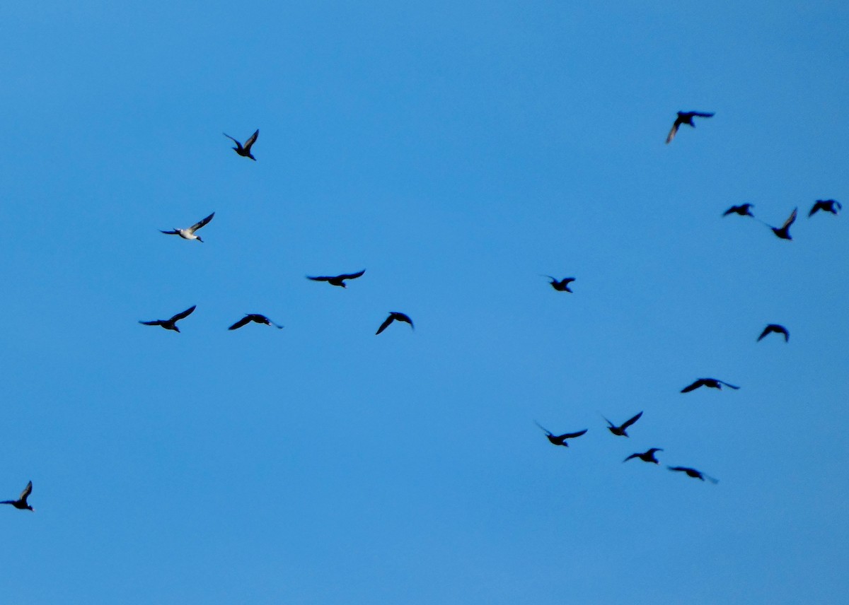 Murgilari bizkarzuria - ML645571530