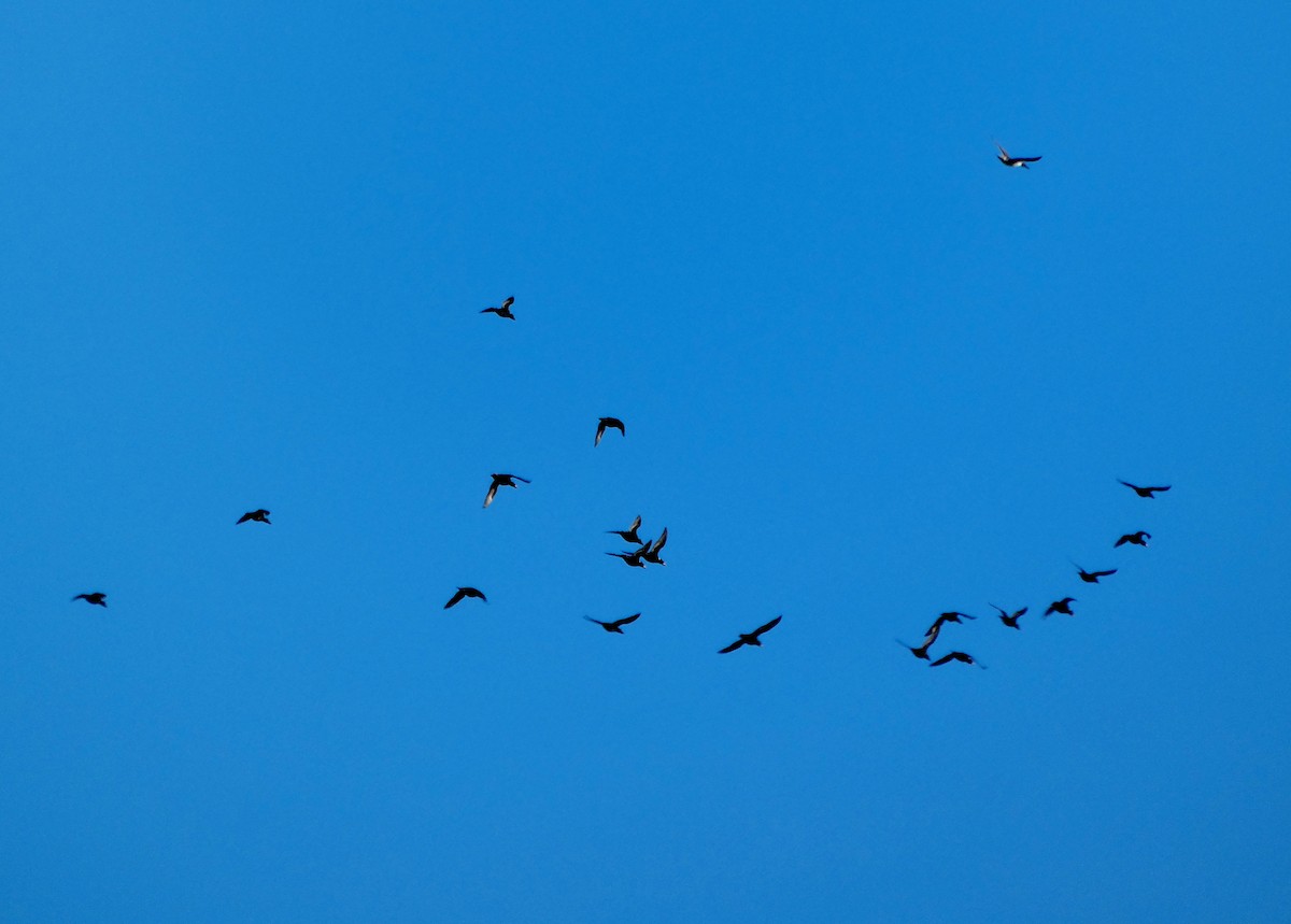 Murgilari bizkarzuria - ML645571531