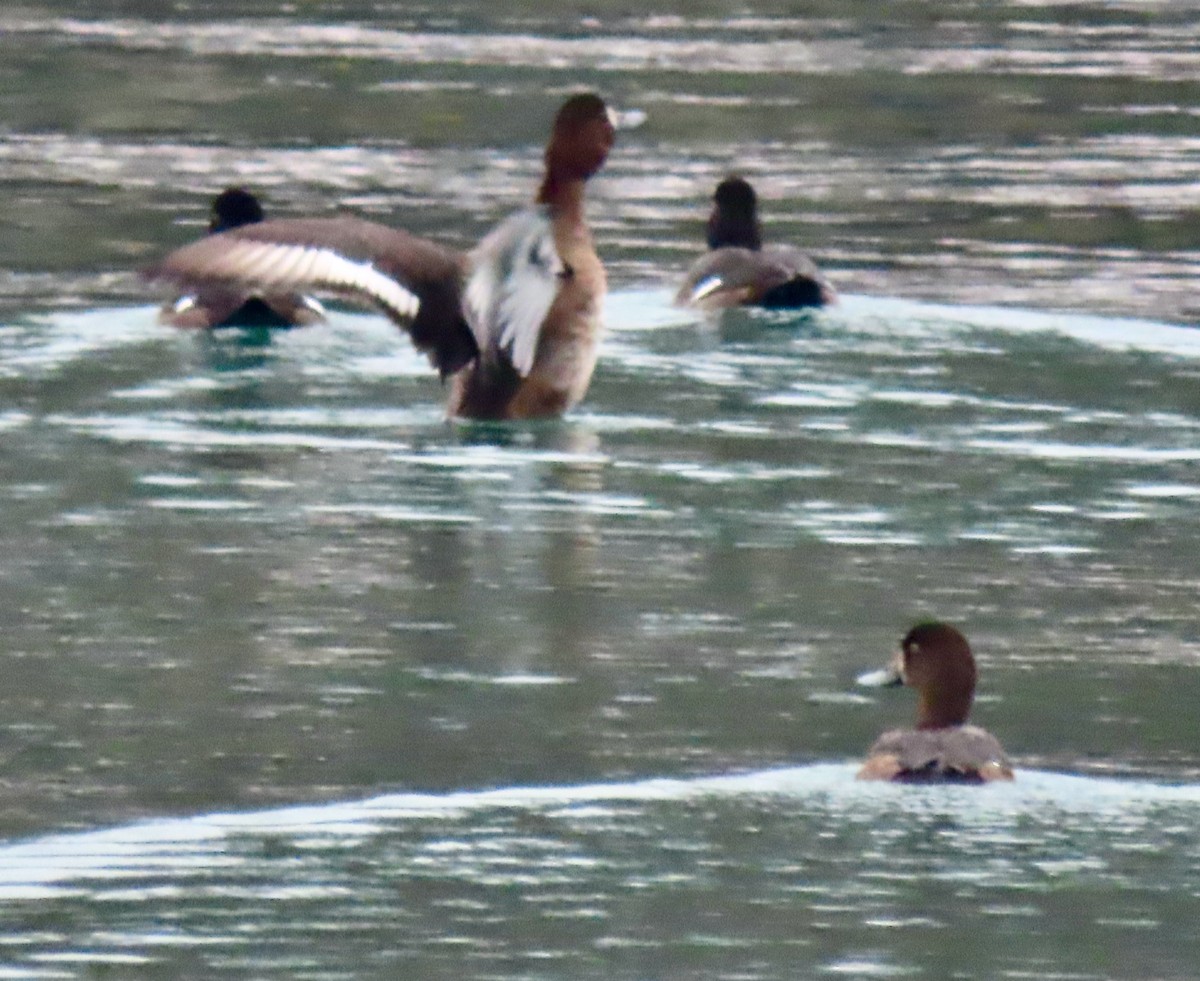 Морская чернеть - ML645571536