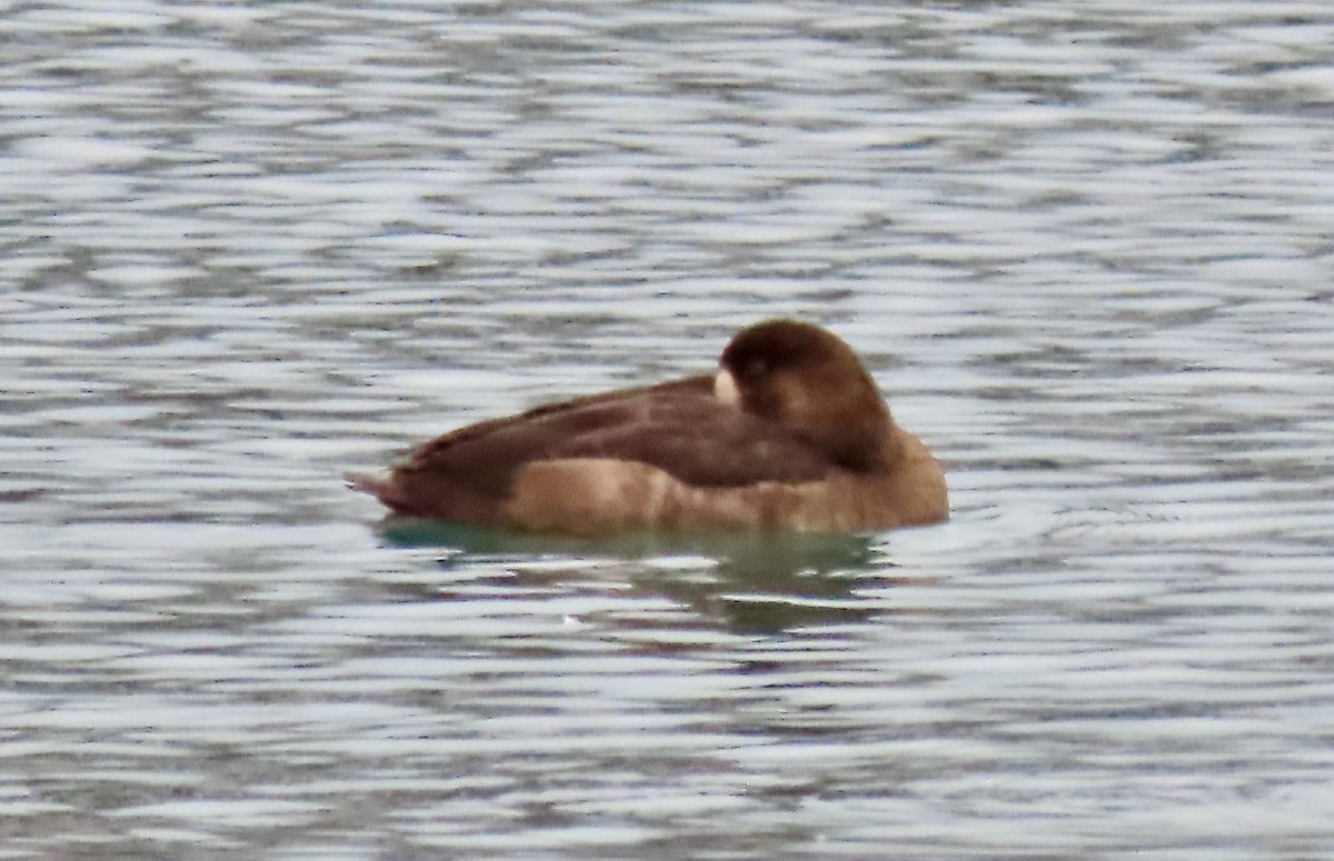 Морская чернеть - ML645571548