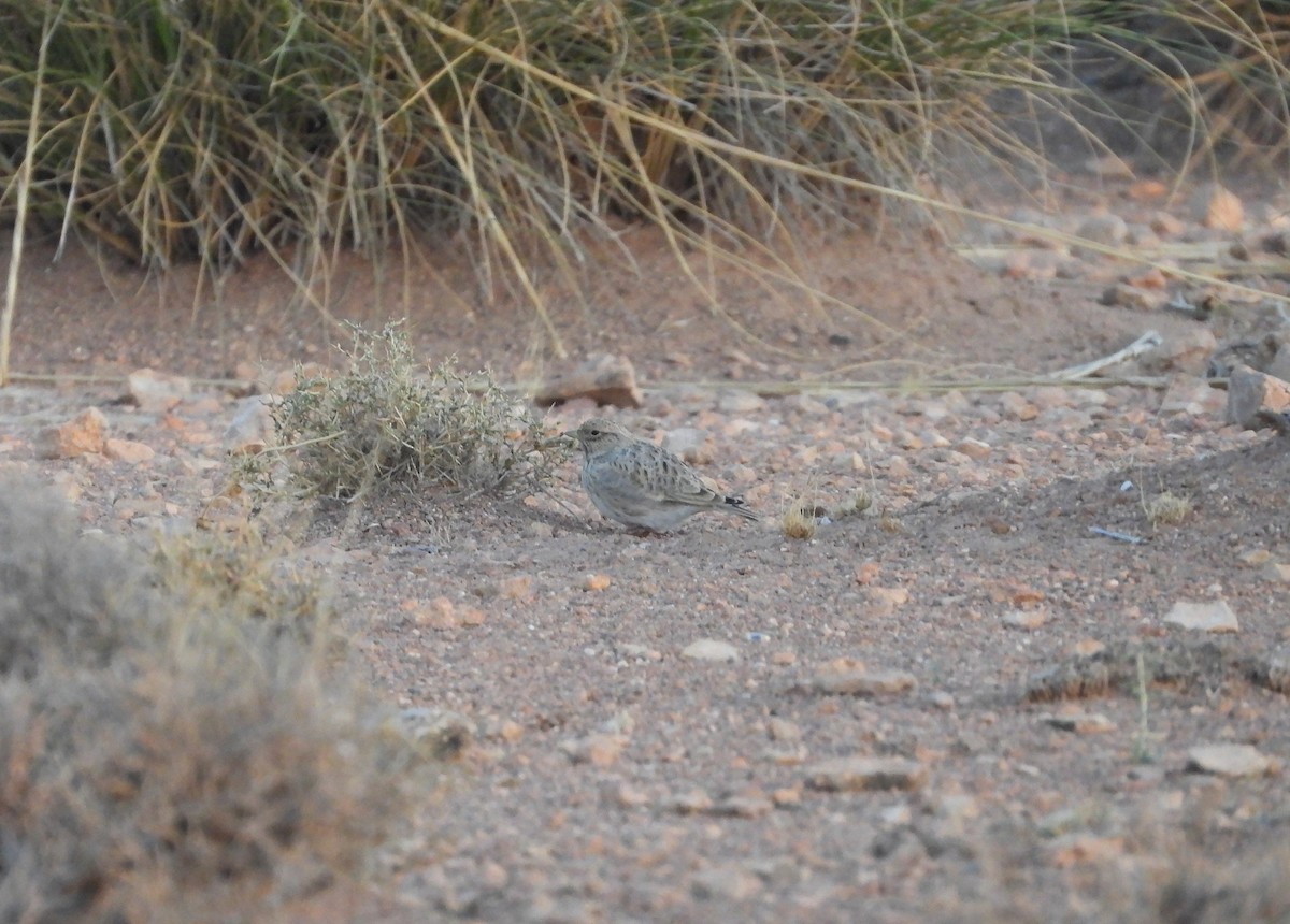 Alouette pispolette - ML645571565