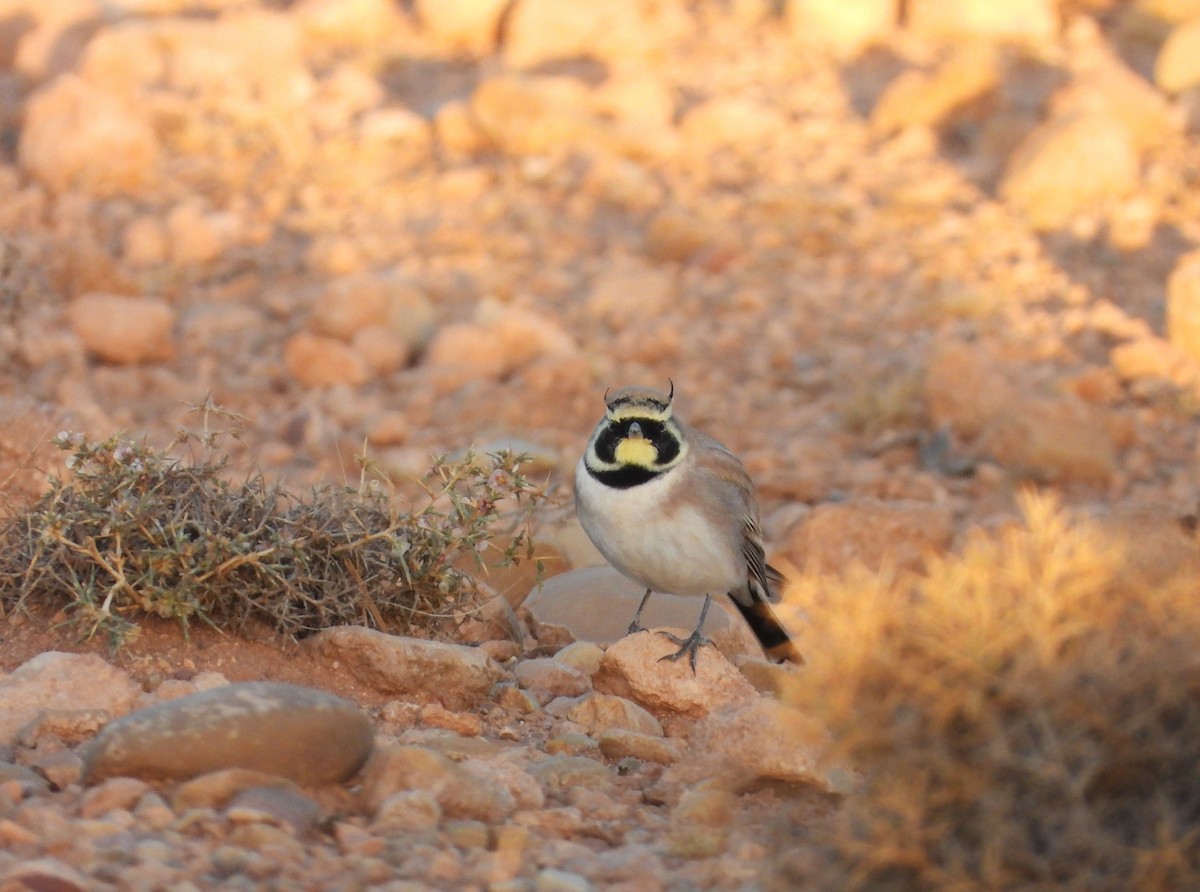 Alondra Cornuda - ML645571576