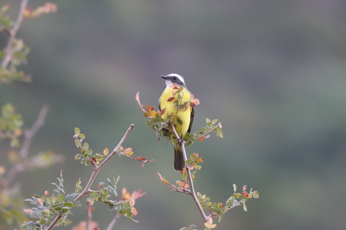 Sosyal Tiran - ML645571580