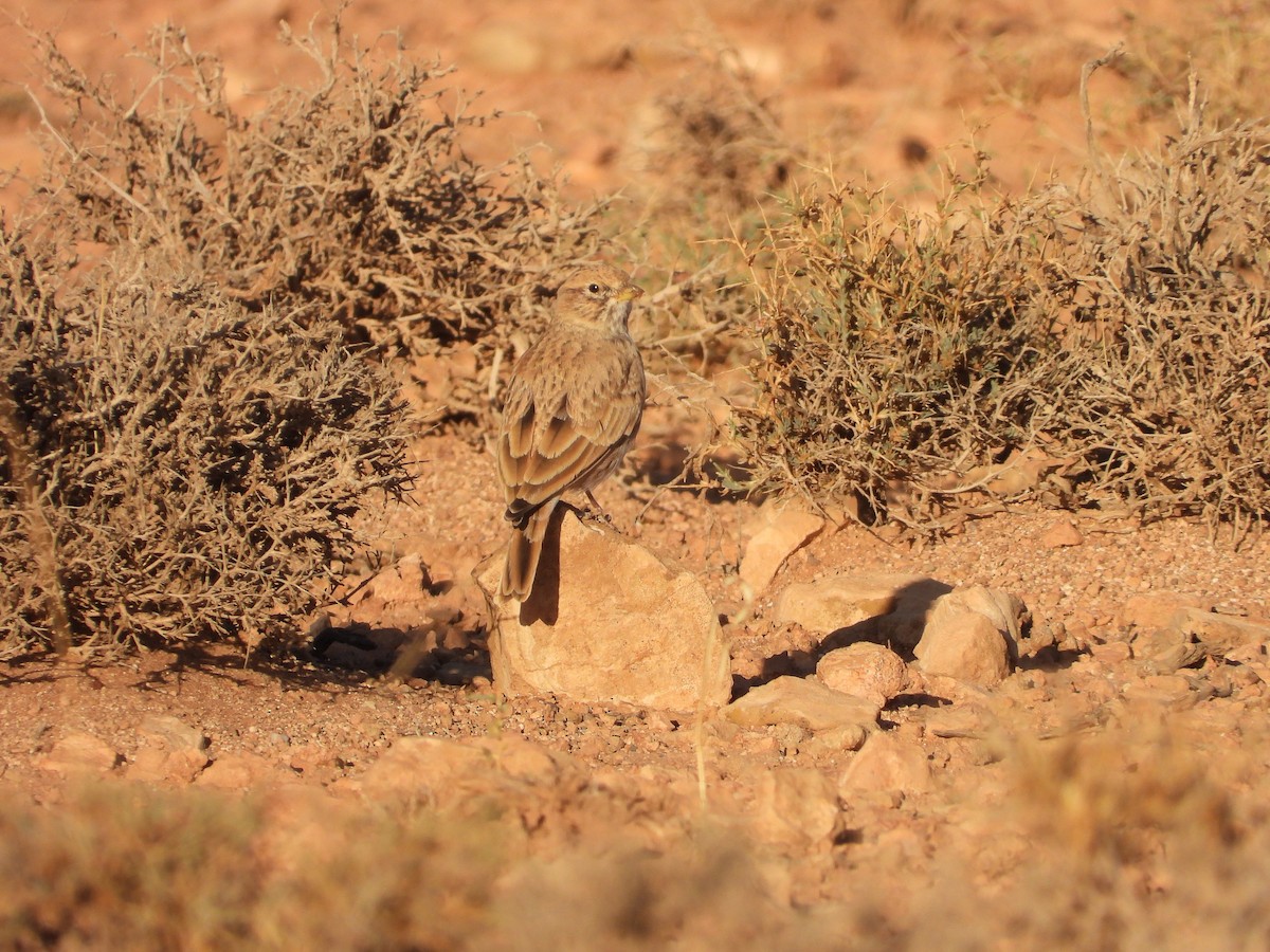 Alouette pispolette - ML645571582