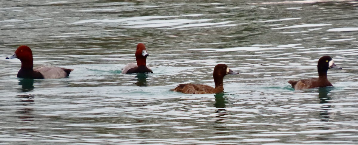 Морская чернеть - ML645571604